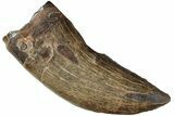 Serrated Tyrannosaur Tooth - Judith River Formation #227826-1